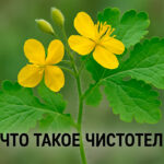 Чистотел лекарство