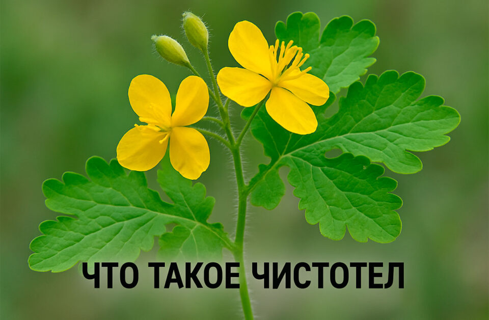 Чистотел лекарство